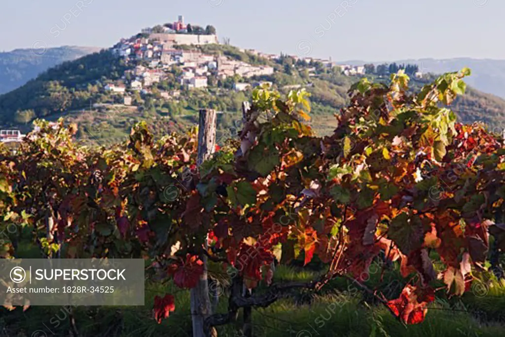 Vineyard in Motovun, Istria, Croatia   