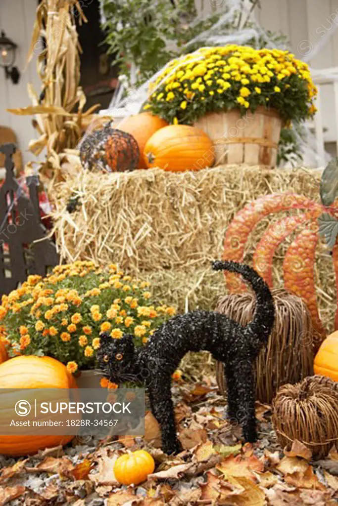 Autumn Display with Decorative Black Cat   