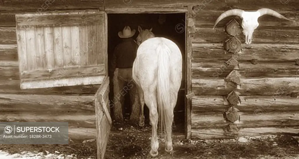 Cowboy Leading Horse into Barn   