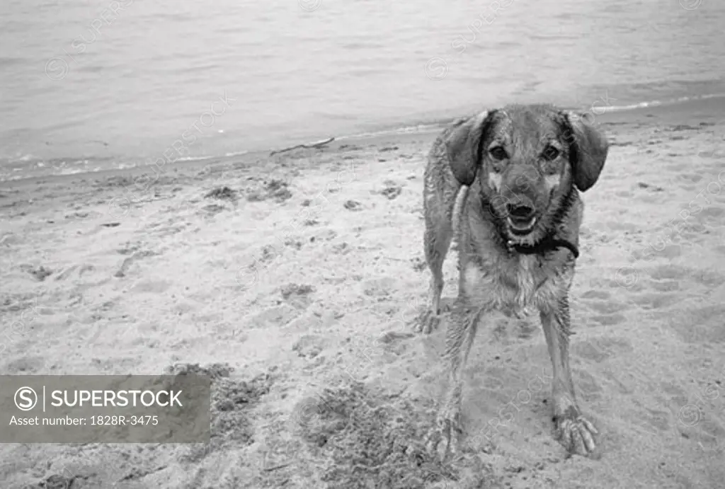 Portrait of Dog on Beach   