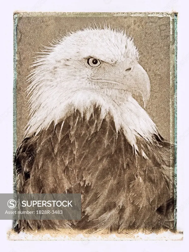 Portrait of Bald Eagle   