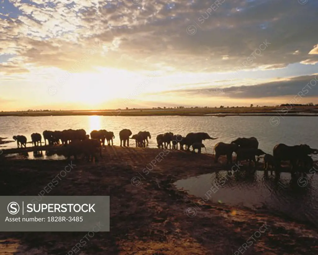 Herd of Elephants on Chobe River Bank at Sunset, Botswana   