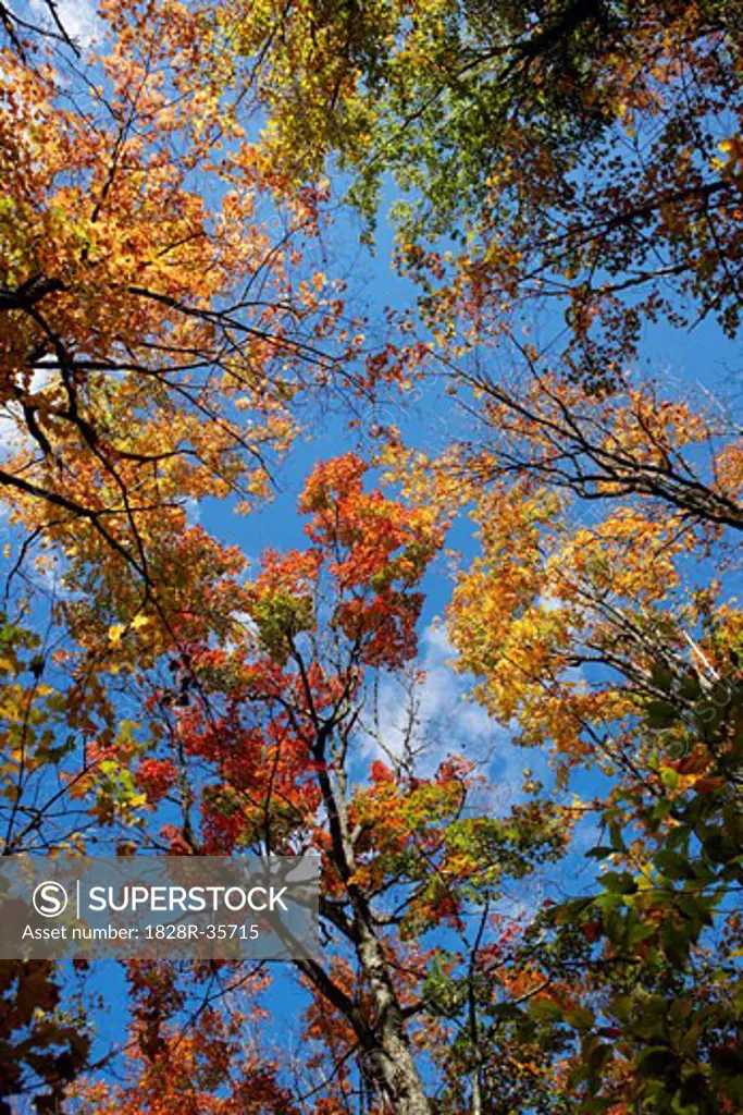 Trees in Fall, Algonquin Park, Ontario, Canada   