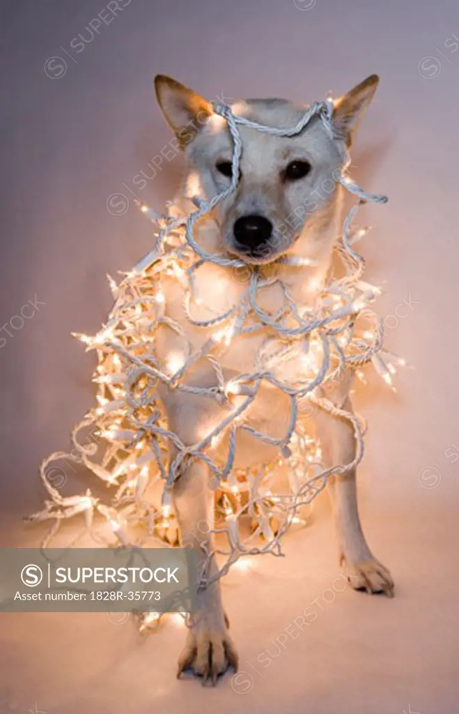 Dog Wrapped in Christmas Lights   