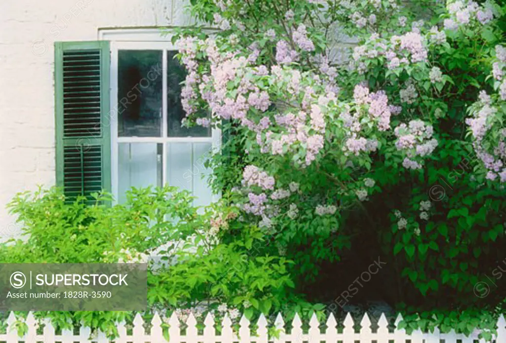 Window and Lilacs Kingston, Ontario, Canada   