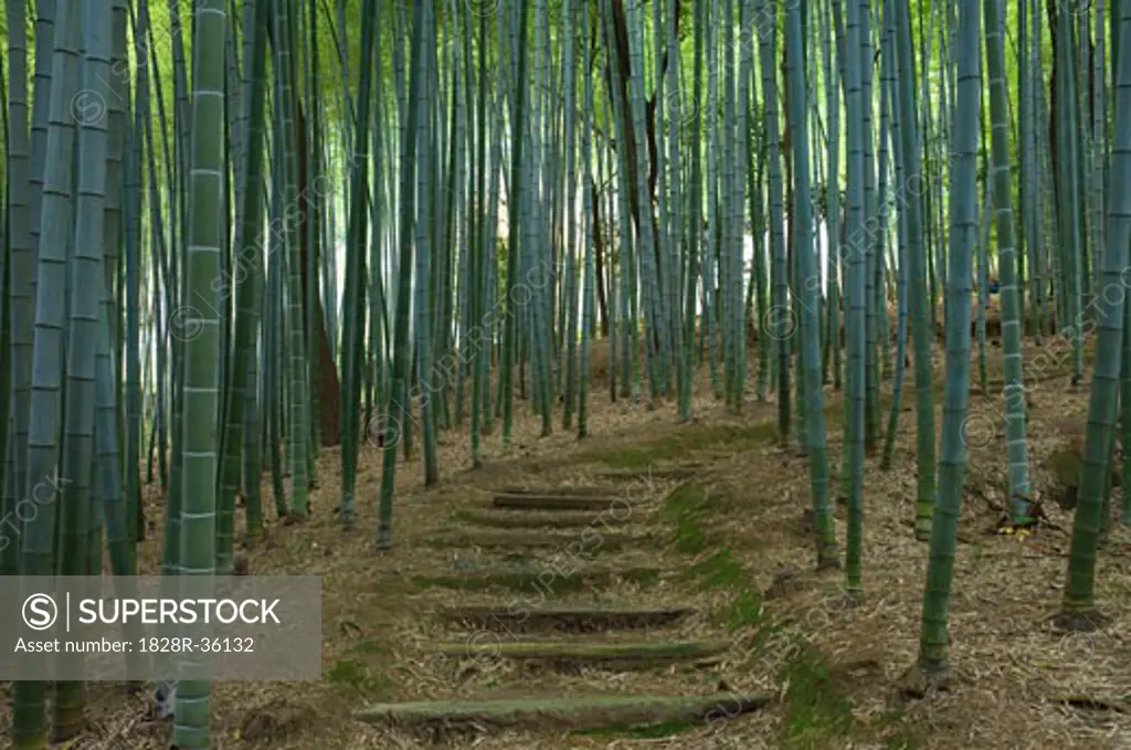 Bamboo Path, Adashino Nembutsuji Temple, Kyoto, Japan   