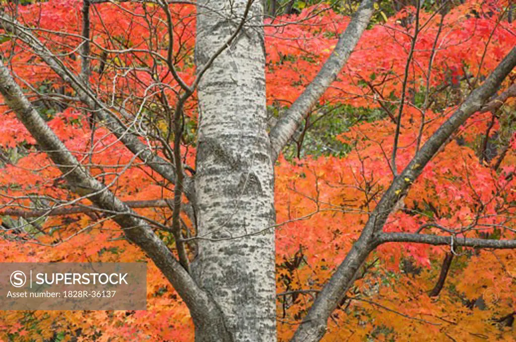 Tree in Autumn, Daisetsuzan National Park, Hokkaido, Japan   