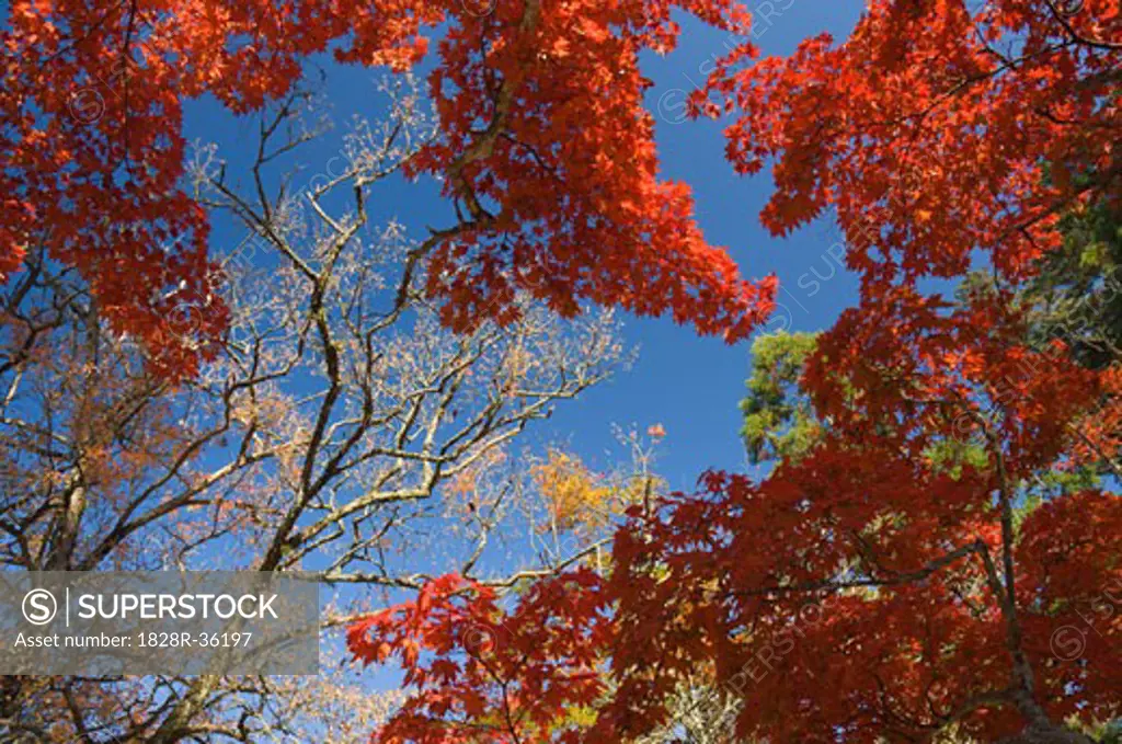 Maple Trees in Autumn, Momijidani Park, Miyajima, Honshu, Japan   