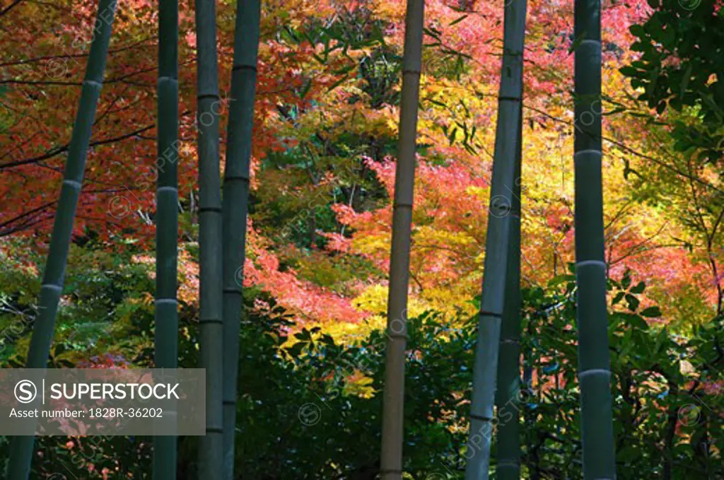 Bamboo and Autumn Leaves, Kyoto, Kansai, Honshu, Japan   