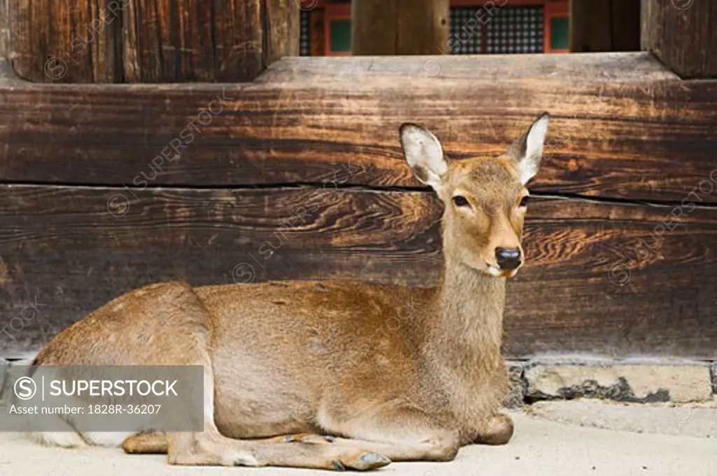 Portrait of Deer, Nara, Japan   