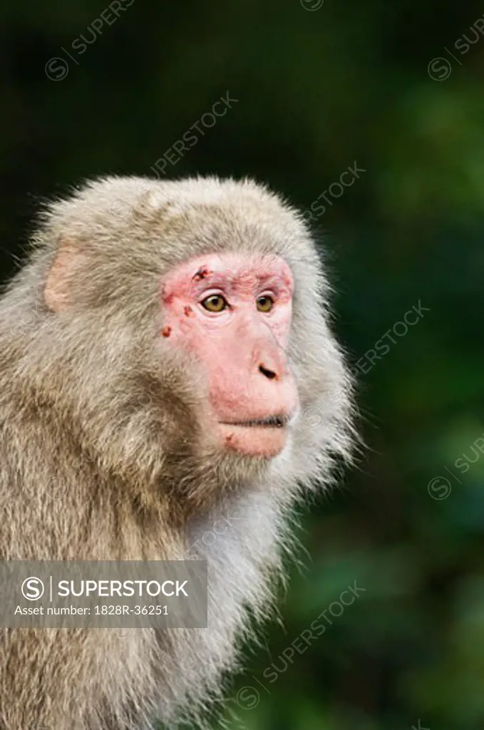 Close-Up of Macaque, Yakushima, Kyushu, Japan   