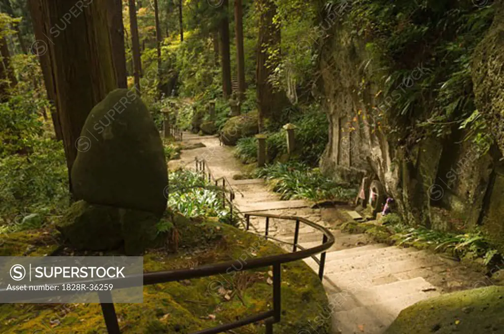 Steps in Forest, Honshu, Japan   