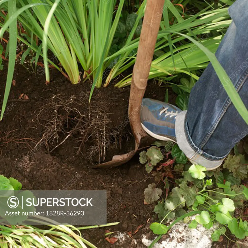 Person Gardening   