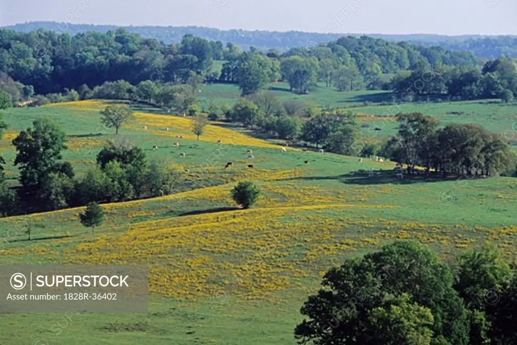 Overview of Pastures, Natchez Trace Parkway, Tennessee, USA   