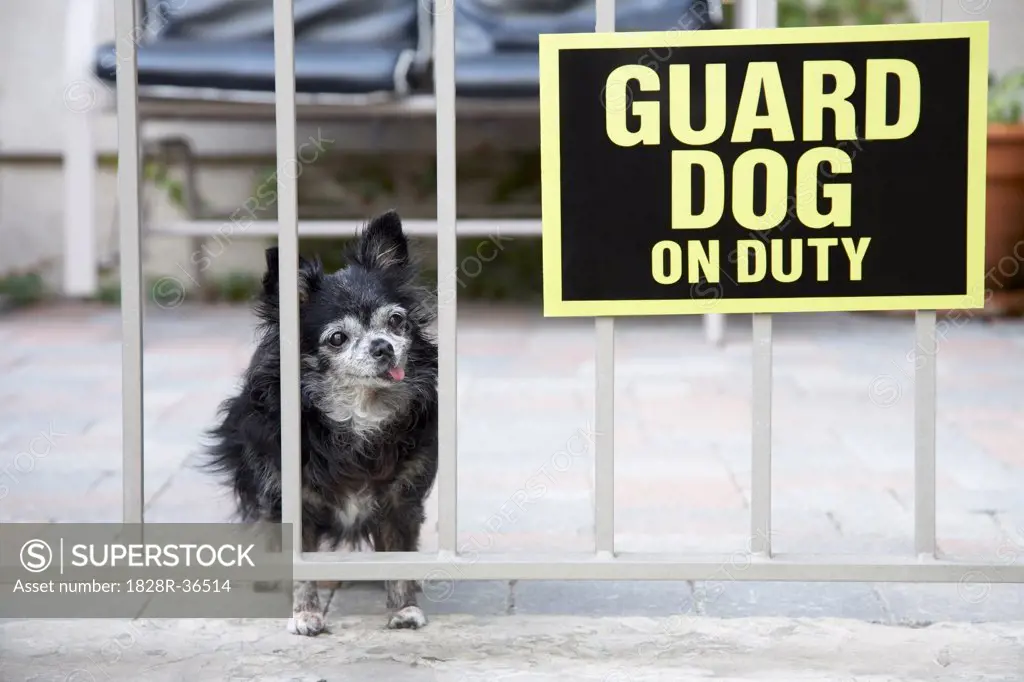 Chihuahua as Guard Dog   