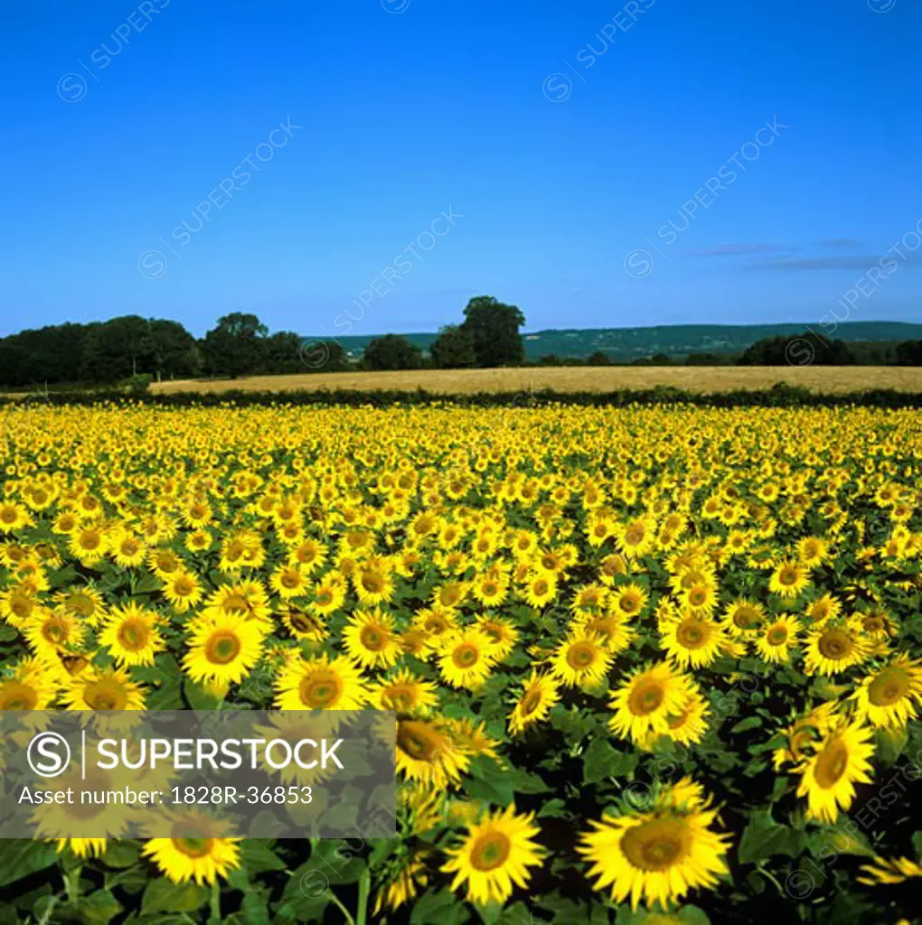 Sunflower Field, Bourgogne, France   