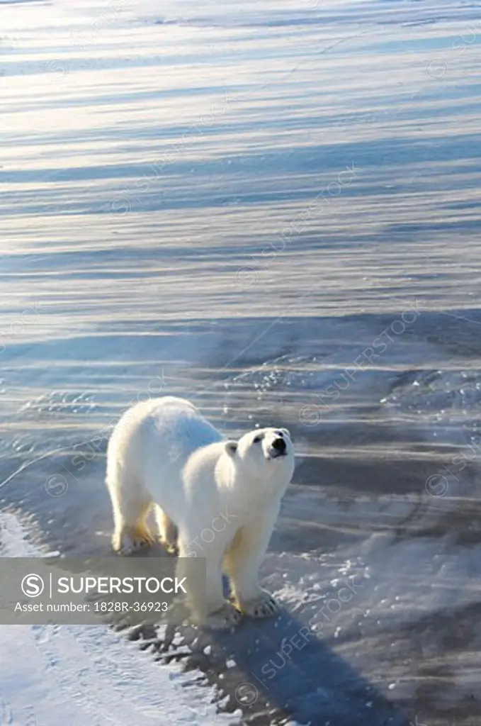 Polar Bear Standing on Ice   