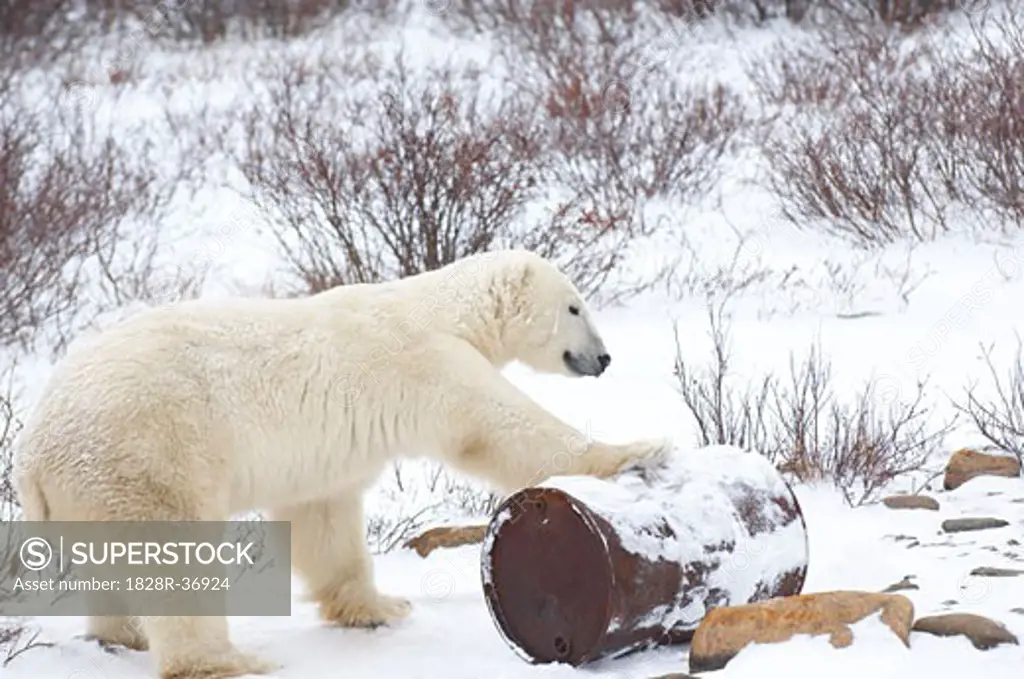 Polar Bear Playing with Oil Drum   