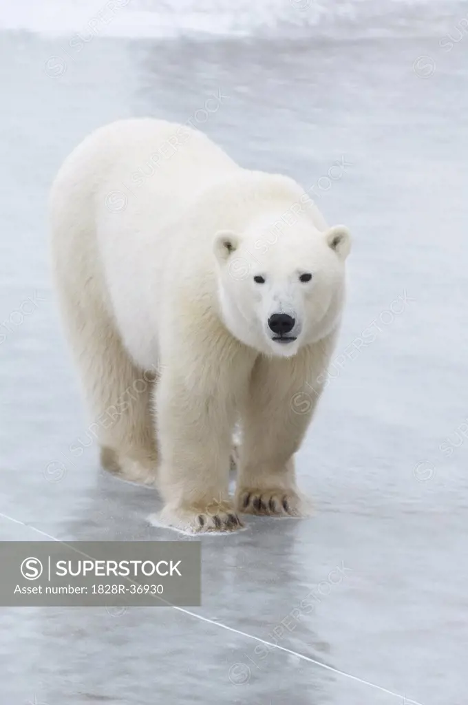 Polar Bear on Ice   