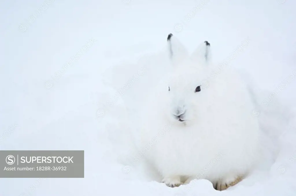 Arctic Hare in Snow   