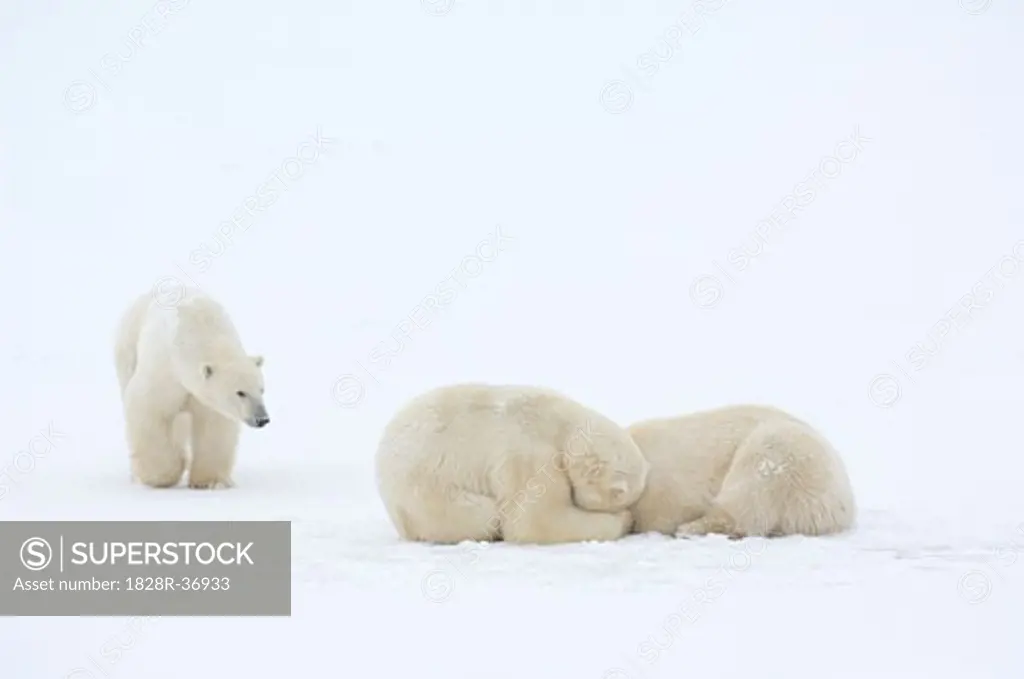 Polar Bears on Ice   