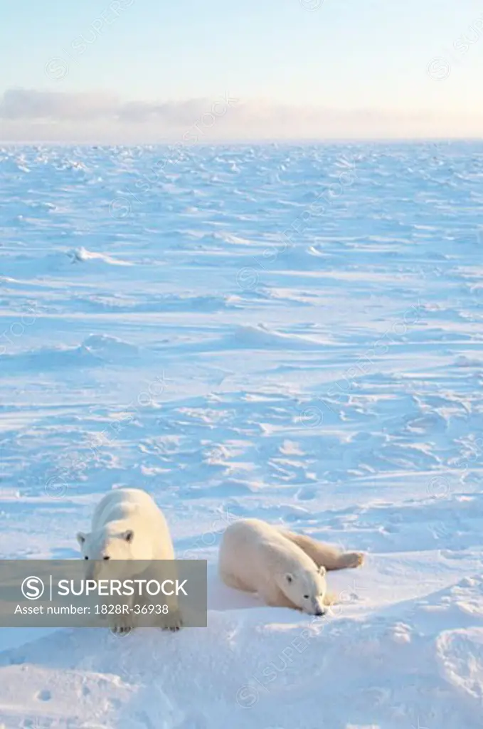 Polar Bears Huddled in Snow   