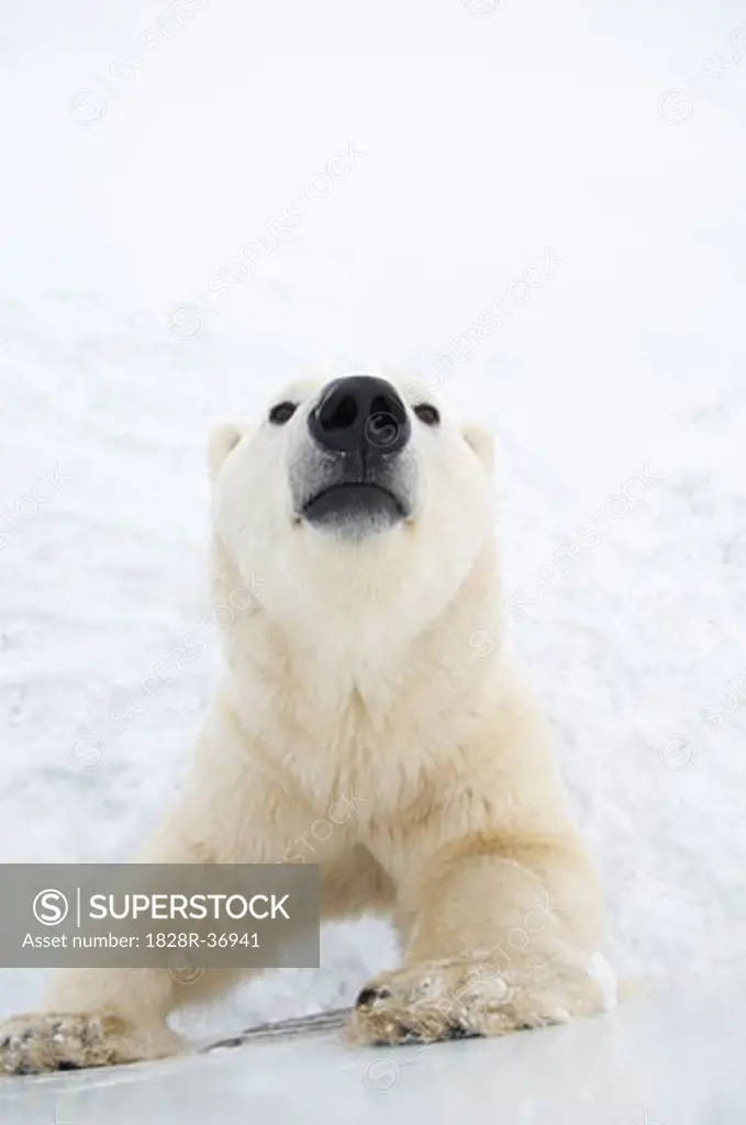 Polar Bear in Snow   