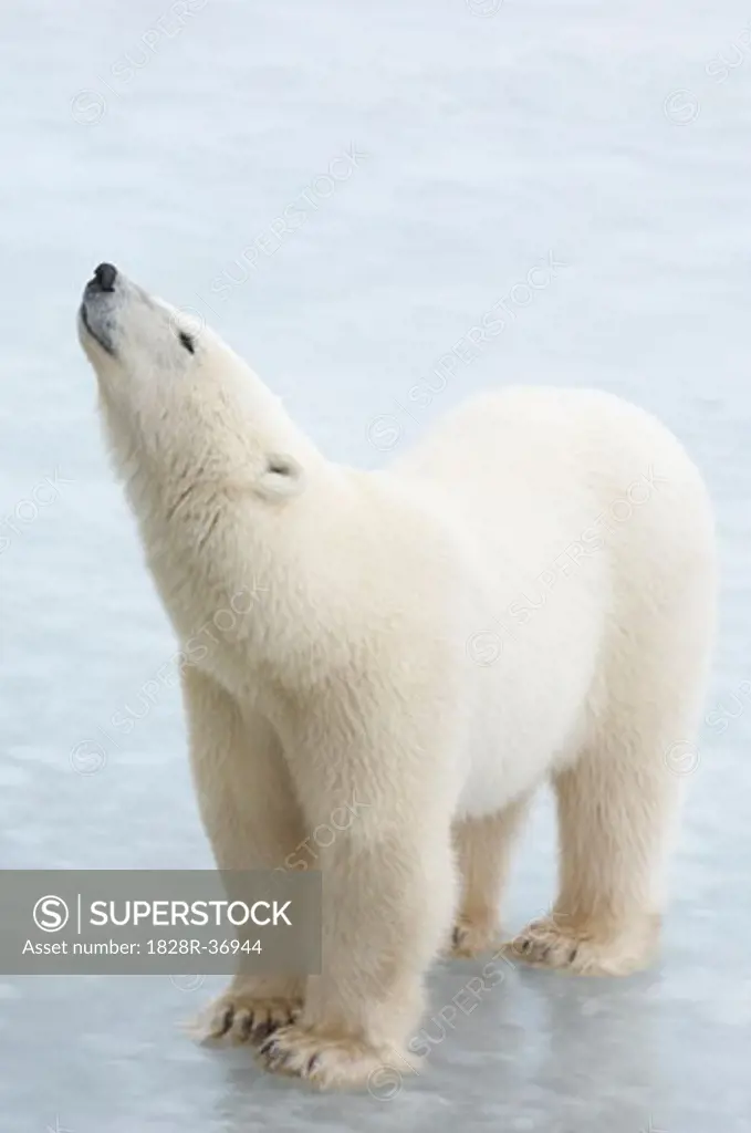 Polar Bear on Ice   