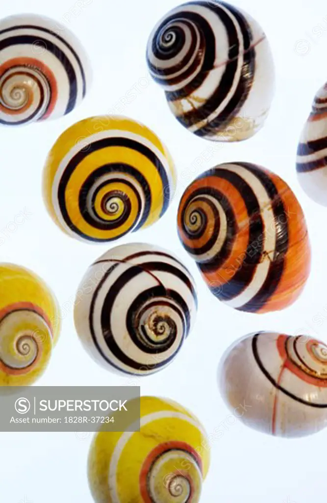 Variety of Sea Shells   