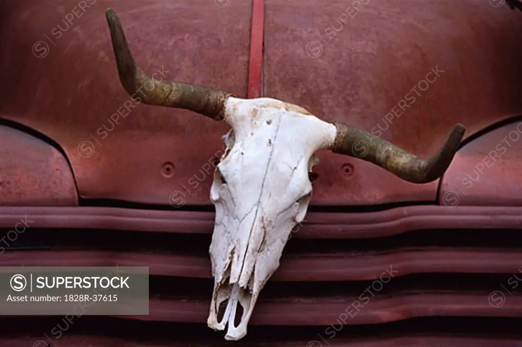 Cow Skull Truck Ornament, Tennessee, USA   