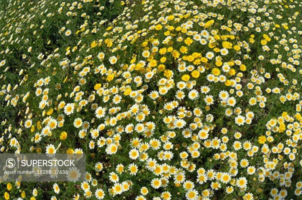 Field of Crown Daisies   