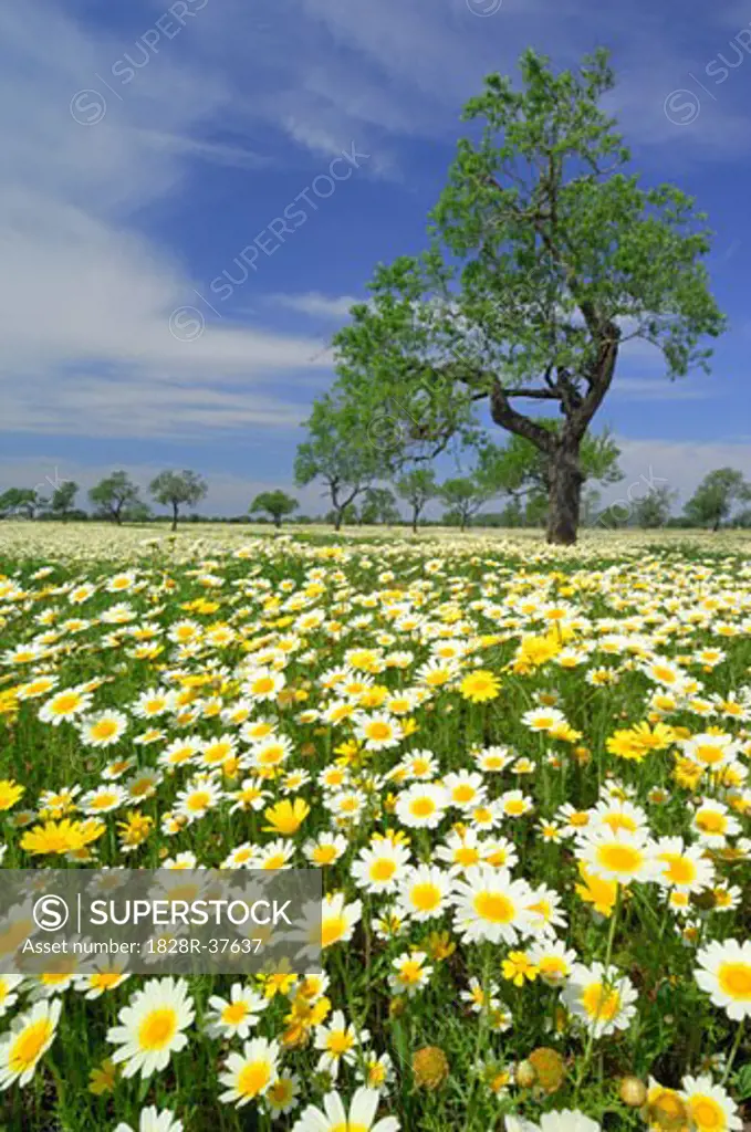 Almond Trees and Crown Daisies, Mallorca, Spain   