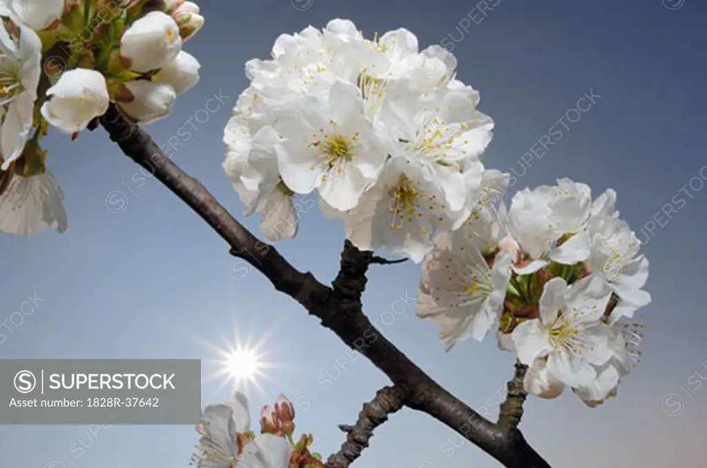 Close-up of Cherry Blossom   