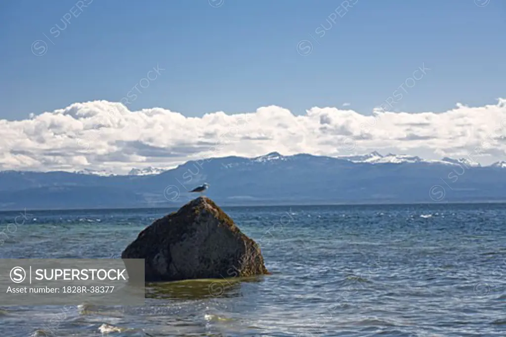 Gull on Rock in Ocean, Cortes Island, British Columbia, Canada   