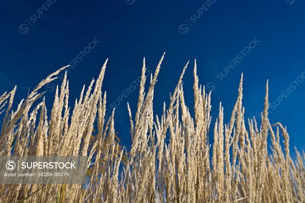 Long Grass and Sky   