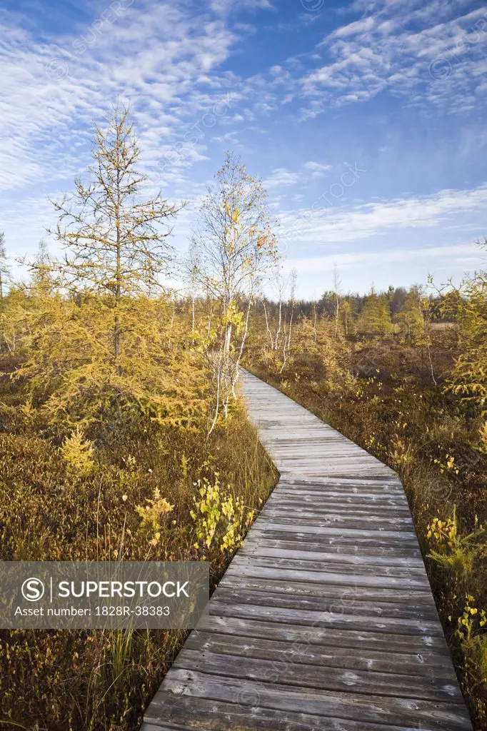 Boardwalk in Bog, Mer Bleue Conservation Area, Ottawa, Ontario, Canada   