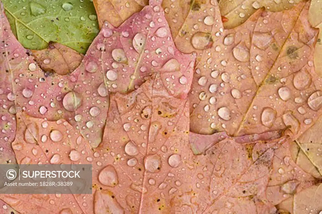 Raindrops on Maple Leaves, Chelsea, Quebec, Canada   