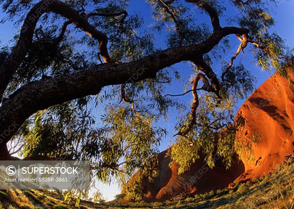 Ayers Rock, Uluru and Tree Australia   