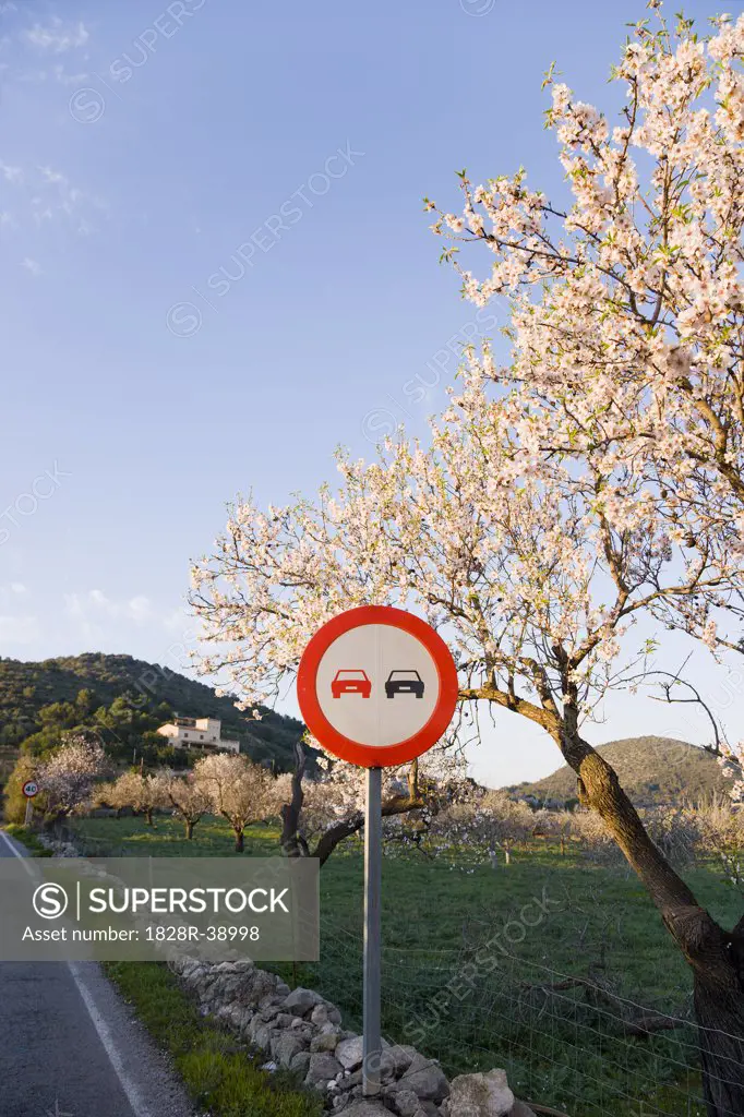 Road Sign and Almond Trees, Mallorca, Spain   