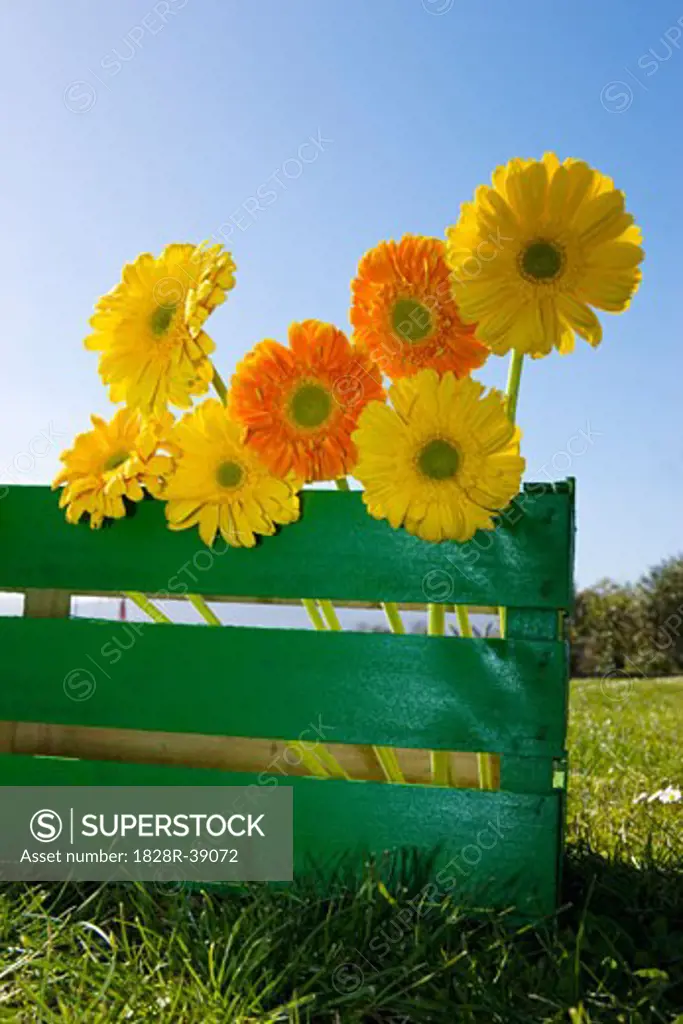 Flowers in Wooden Box   