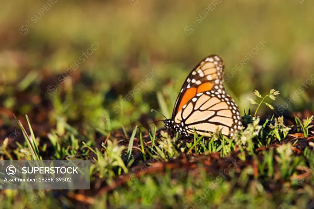 Monarch Butterfly in Grass, El Rosario Monarch Butterfly Reserve, Michoacan, Mexico   