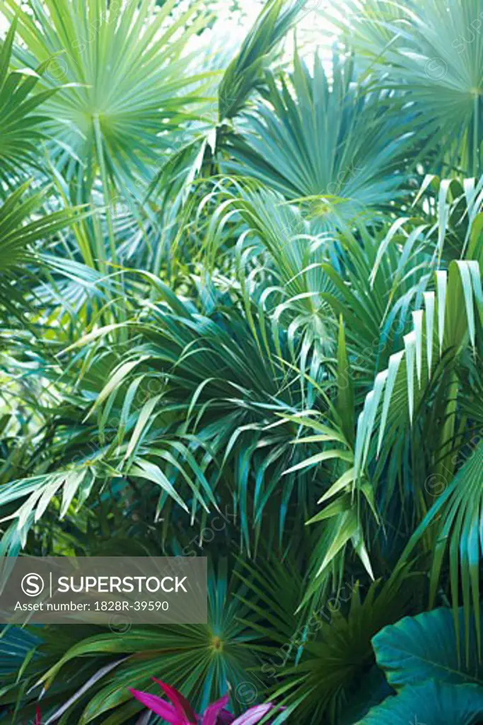 Palm Fronds, Mayan Riviera, Mexico   