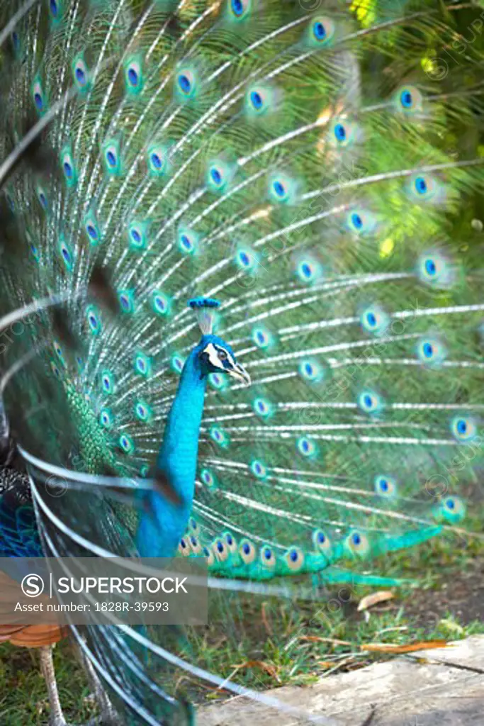 Peacock, Mayan Riviera, Mexico   