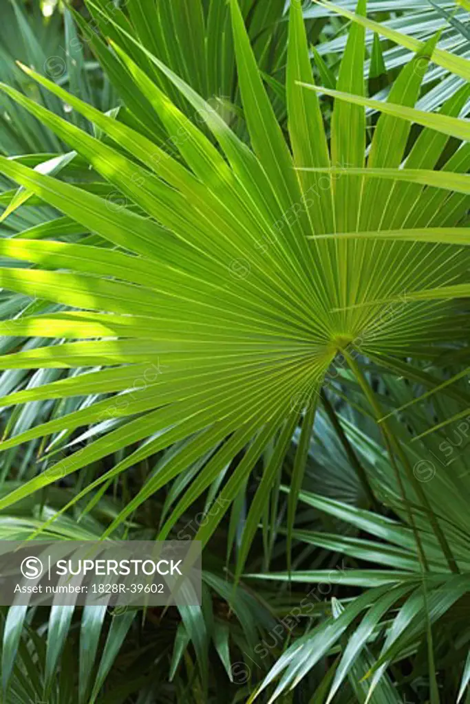 Fan Palm Frond, Mayan Riviera, Mexico   