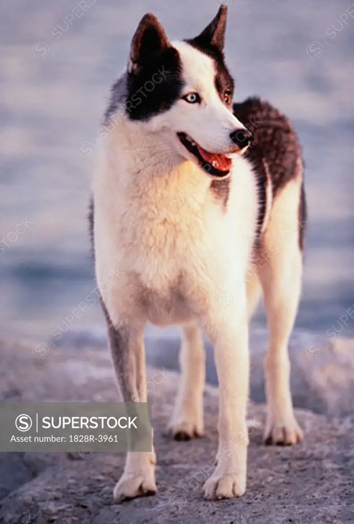 Siberian Husky Standing on Rocks   