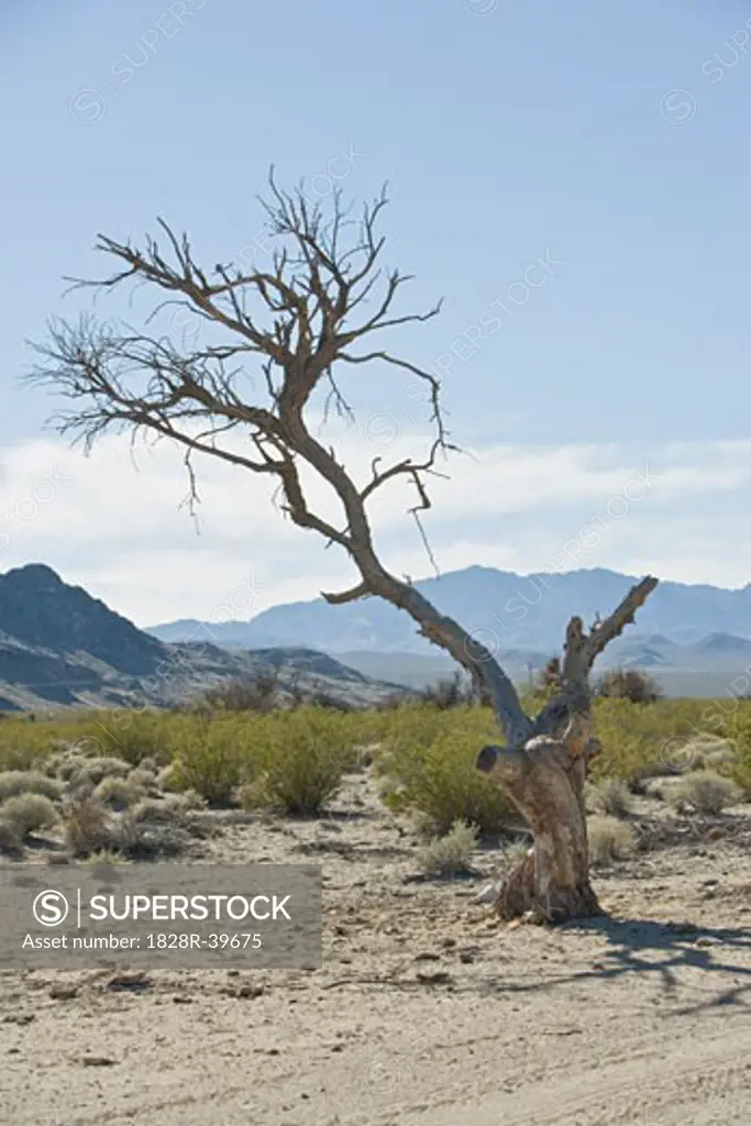 Dead Tree in Desert, Nevada, USA   
