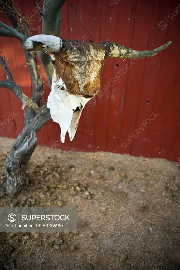 Cow Skull on Dead Tree, Nevada, USA   