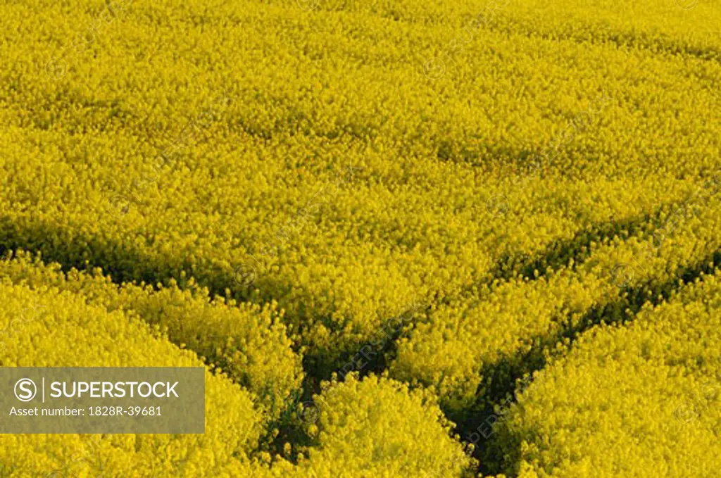 Canola field with Tire Tracks, Mecklenburg-Vorpommern, Germany   