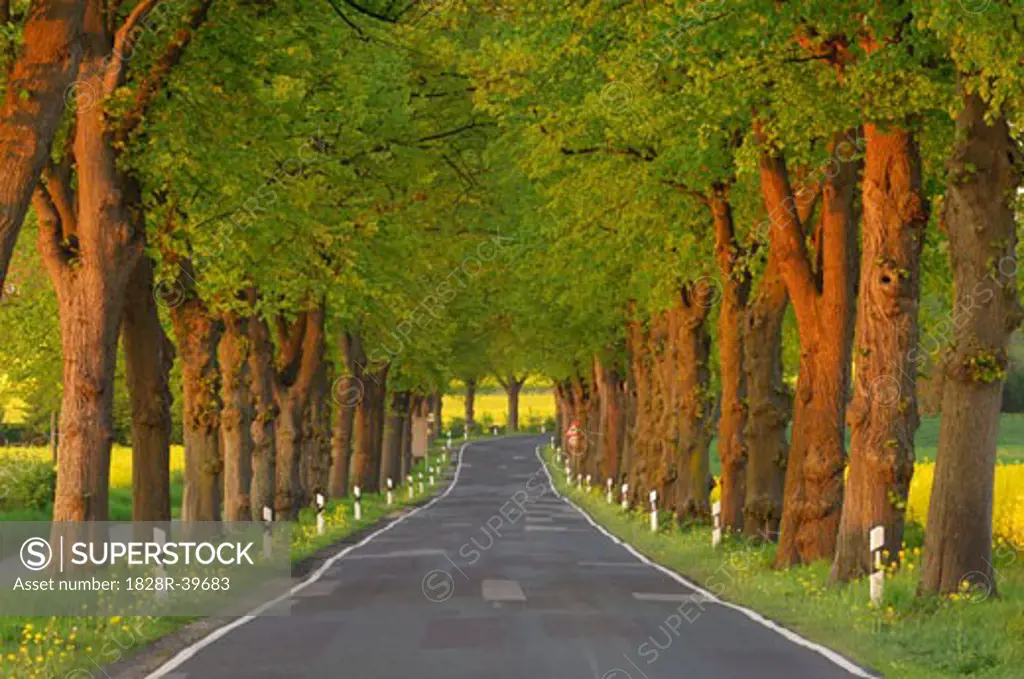 Tree-Lined Country Road, Mecklenburg-Vorpommern, Germany   