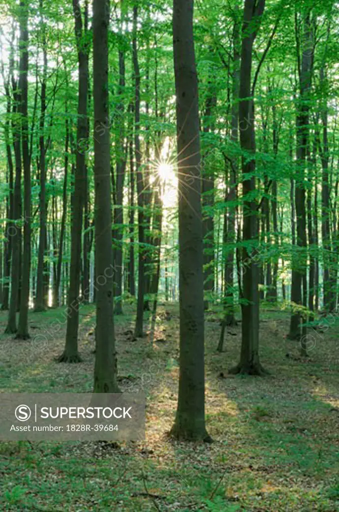 Forest in Springtime, Mecklenburg-Vorpommern, Germany   
